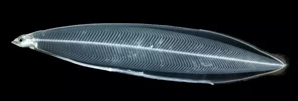 日本鳗鲡,日本鳗鲡介绍