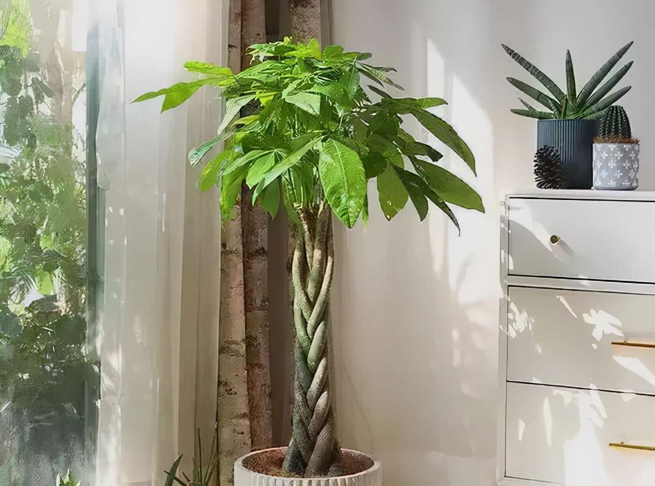 给人养殖什么花适合家养,什么花最好养又适合长期喝