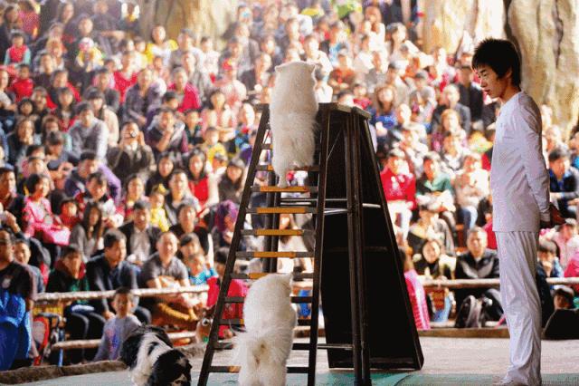 中秋国庆仅138元，两人同行玩转5A长鹿旅游休博园+童话动物王国