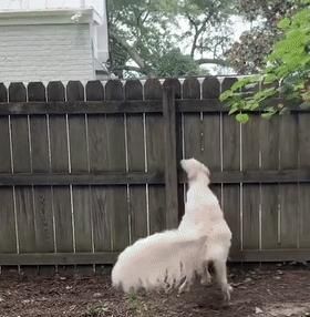 短腿柯基跟长腿柯基,鼻子很高的柯基