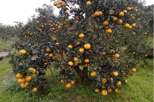 丑橘应该如何种？科学的管理让丑橘味美汁多吃不腻，快来学习