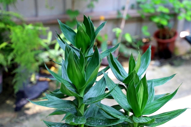 富贵竹黄了有的杆子软了怎么拯救,冬天富贵竹杆子黄了软了怎么补救