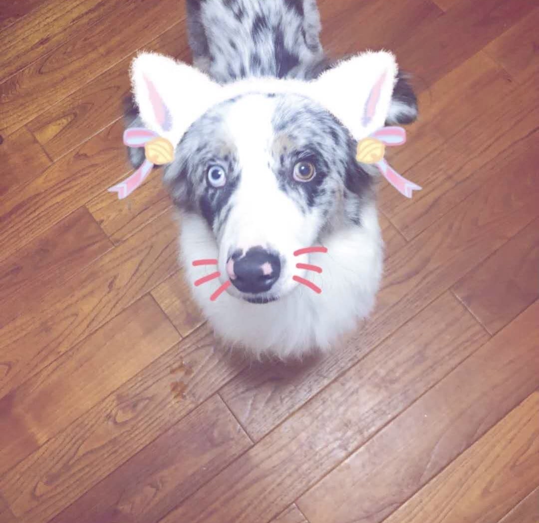 如何选适合狗狗的狗粮,怎样选适合狗狗的狗粮