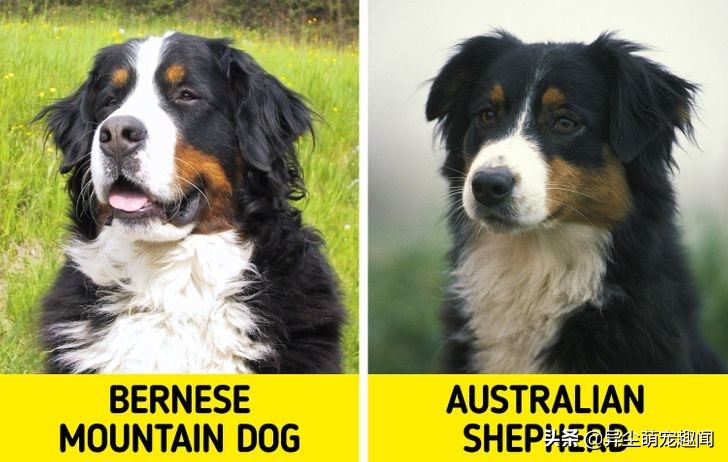 五大最难养的狗第三名金毛犬,金毛是最常见的狗狗种类