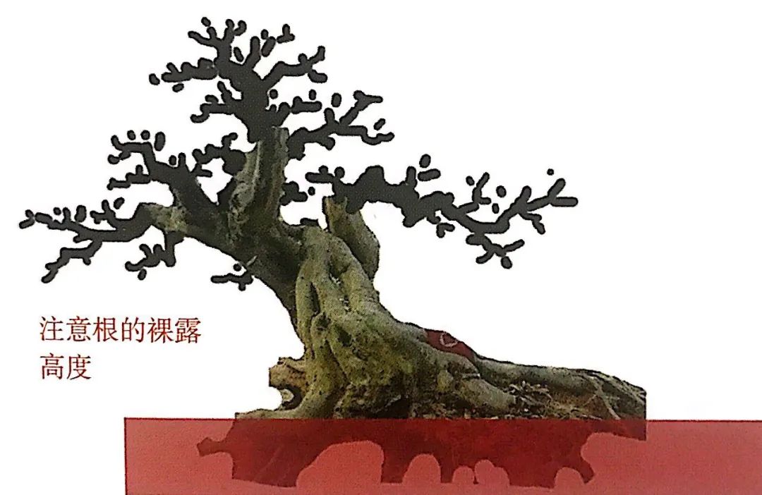 雀梅老桩盆景的造型,雀梅盆景树桩大全