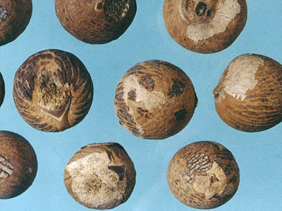 湖南人爱吃槟榔的由来 (槟榔的食用历史由来)