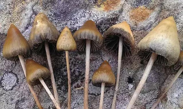 这些合成*品毒**，你知道多少？丨天府小妹微普法栏目第四十四期（6.26国际禁毒日宣传特播）