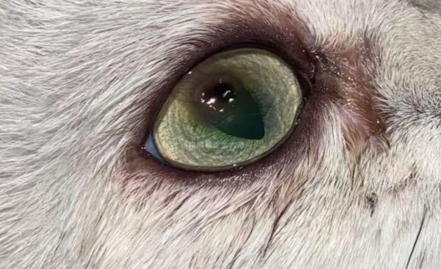 猫咪角膜腐骨脱落的时候会流血吗,猫咪角膜腐骨保守治疗过程