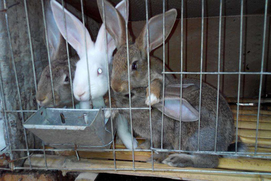 兔子每天喂多少饲料合适,兔子怎么喂不容易出毛病