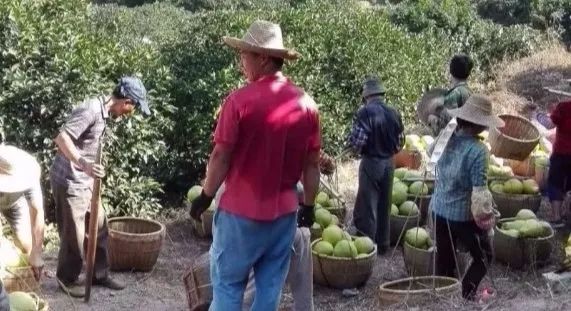梅州蜜柚新鲜水果红肉柚子,正宗梅州红心蜜柚新鲜