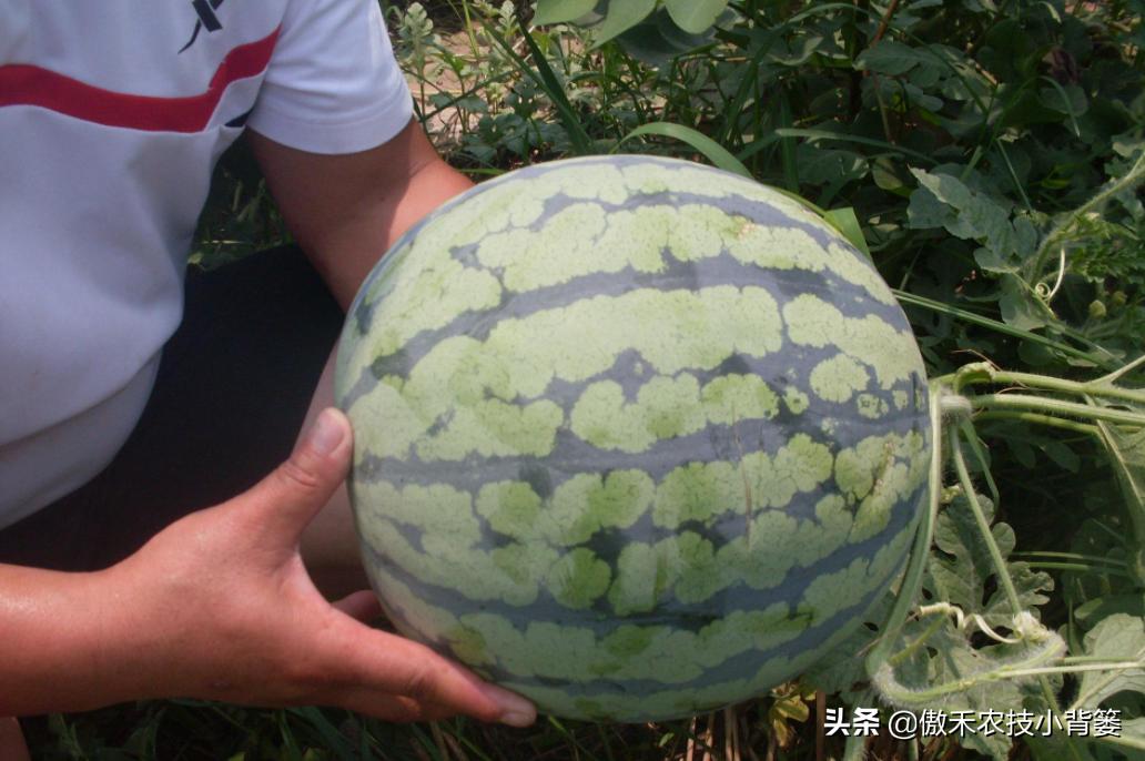 甜王西瓜种植全套技术,金纯甜王西瓜种植前景