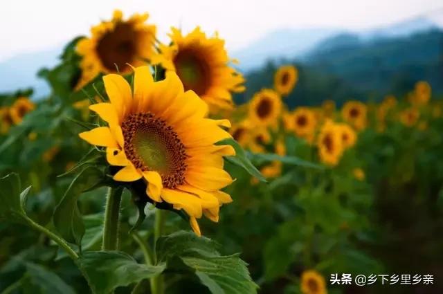 小麦引进中国之前人们吃什么,涨姿势科普刷新您对大米的认知