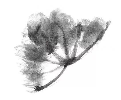 白描荷花100幅画法,荷花的画法白描图