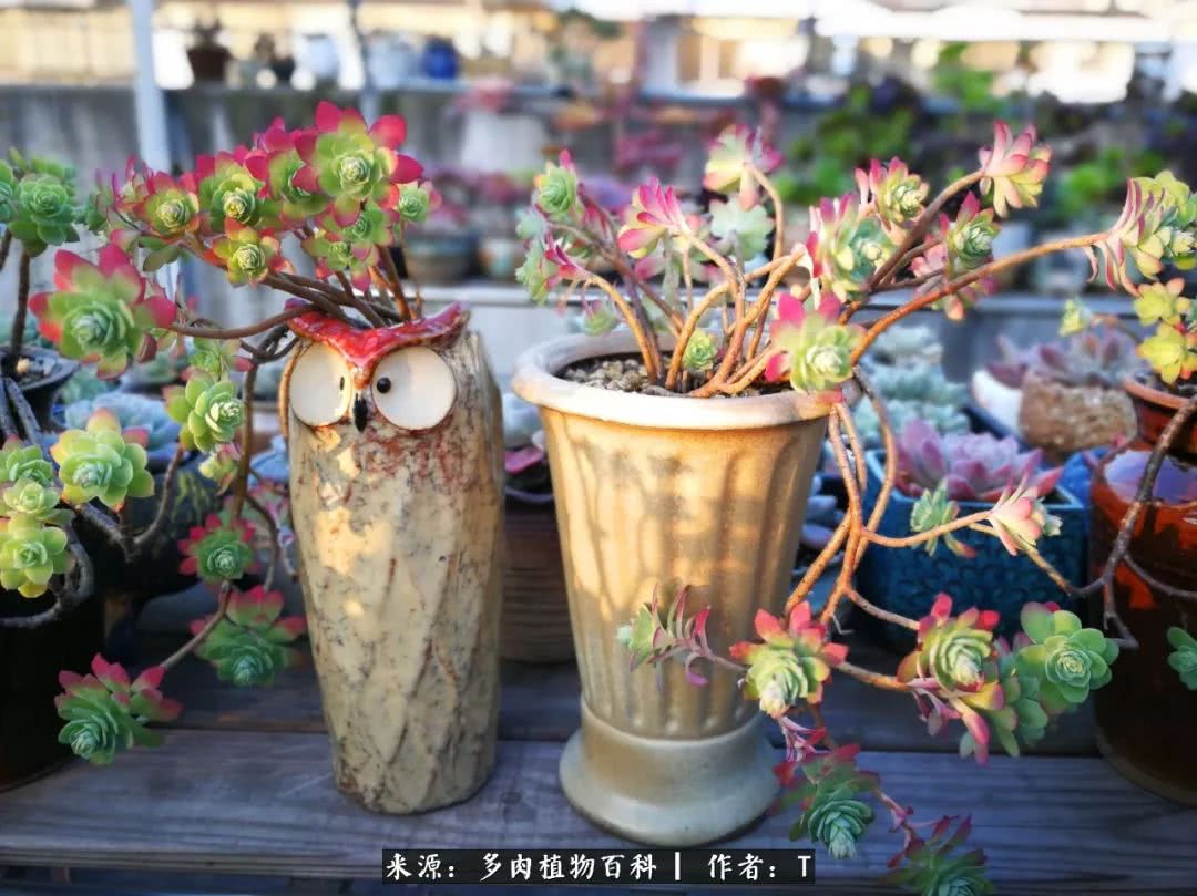 多肉还可以这样玩(上):八年养肉路剪影!