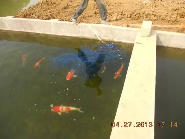 湖南最好的锦鲤养殖基地,湘潭锦鲤养殖