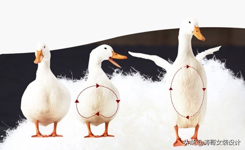 羽绒服里的羽绒好坏有什么区别,羽绒服的羽绒怎么分辨好坏