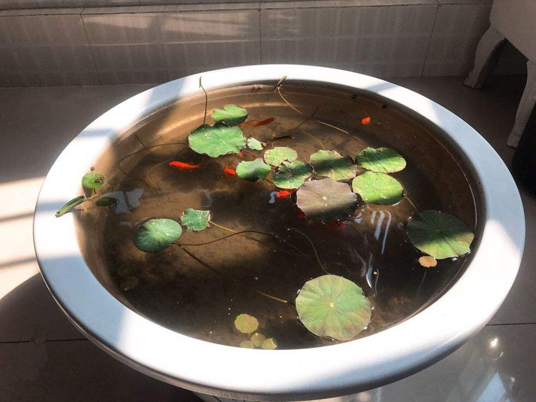 碗莲不开花叶子发黄是怎么回事,碗莲叶子发黄腐烂怎么办