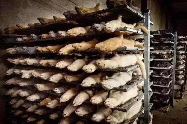 外媒炸裂！奢侈品全面*制抵**皮草，只为让更多人意识到背后的残酷