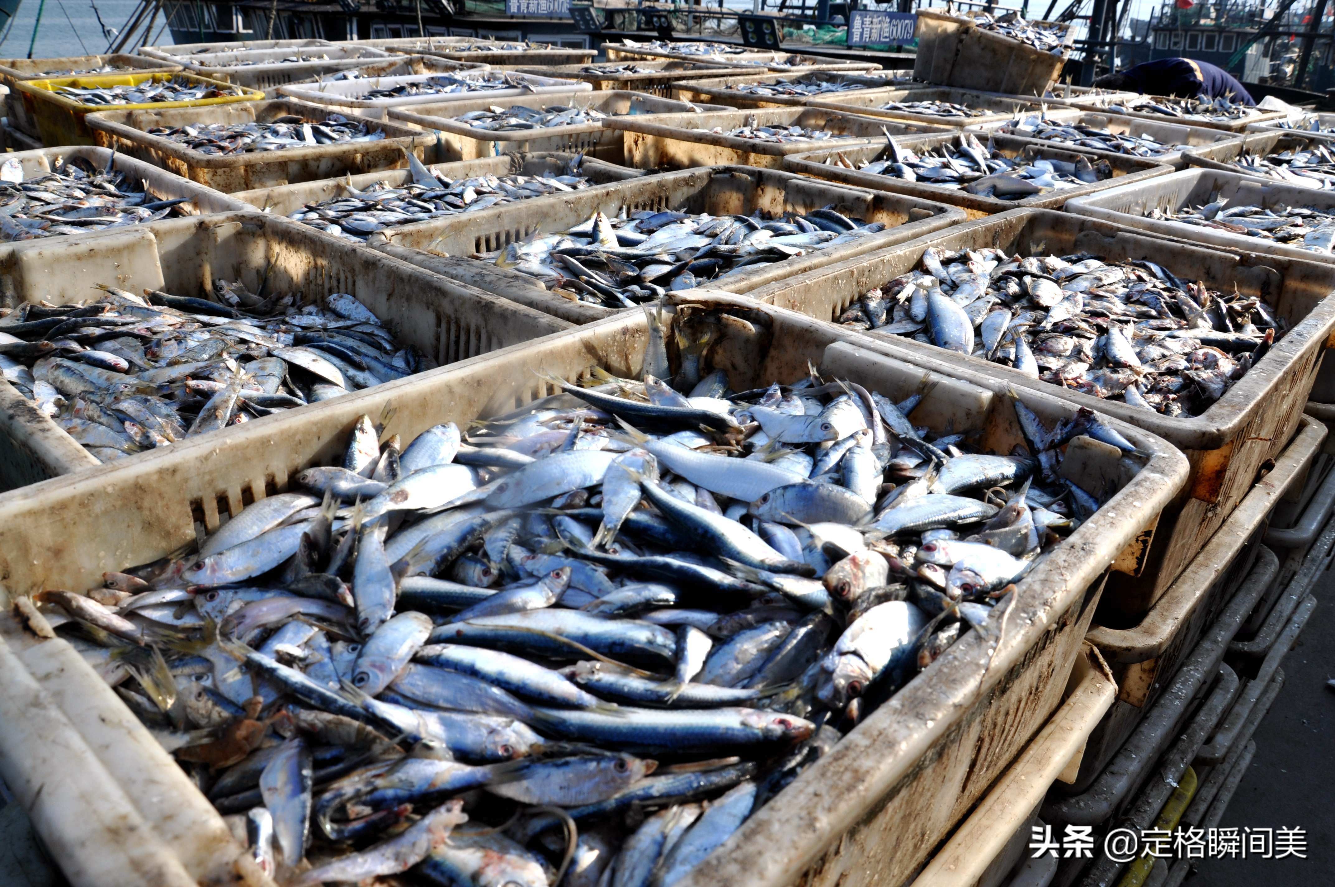 青岛小海鲜,青岛码头小海鲜价格