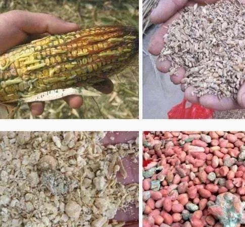 草料发霉晒一下羊能用吗,草料对羊有什么危害