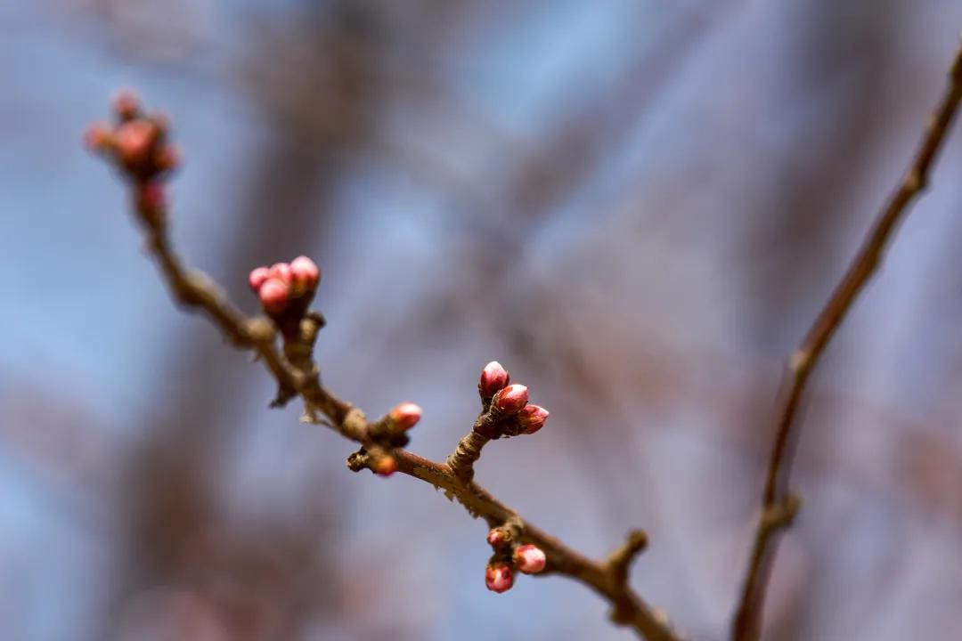 滨海生态城花海,塘沽区滨海花海