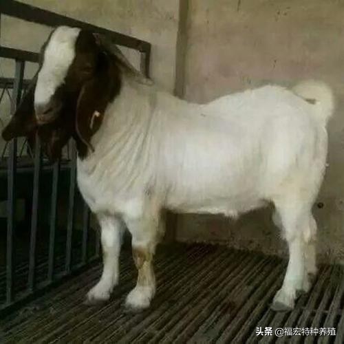 十个养羊为什么九个赔,十个养羊九个亏的意思