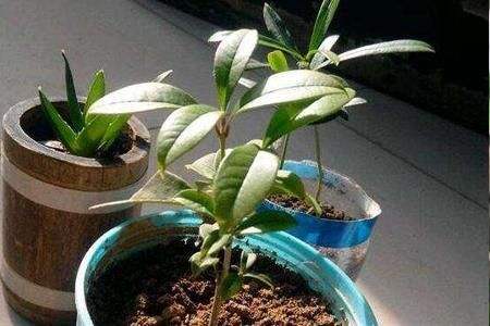 桂花叶尖干枯用什么药,桂花树叶尖干枯怎样治