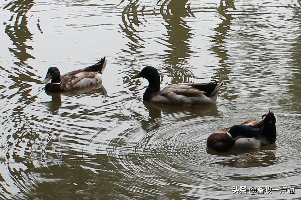 雏鸭霉菌毒素中毒,鸭毒梭菌中毒怎么治