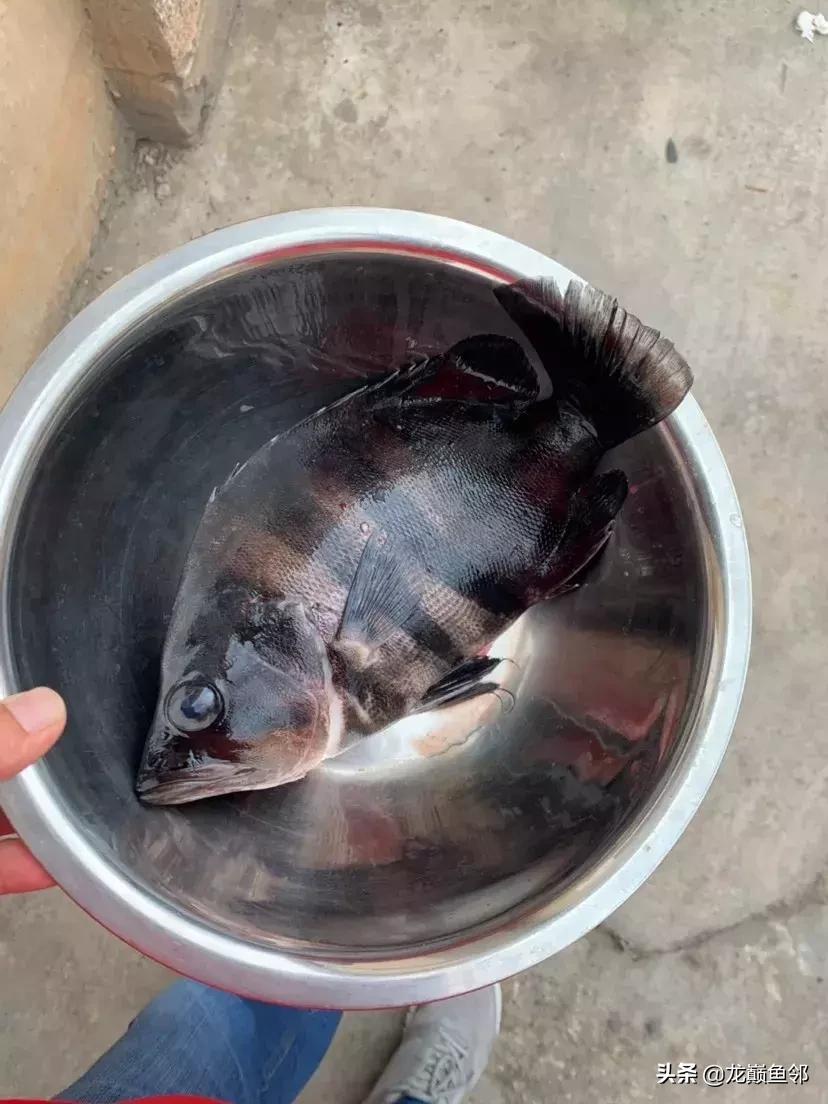 巴西亚能和飞凤一起混养吗,金龙巴西亚飞凤混养