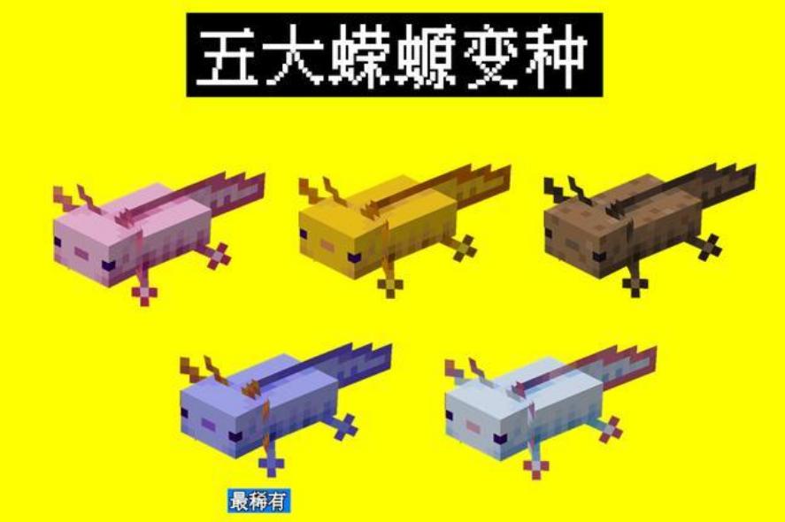 美西螈在我的世界里如何轻松获得,美西螈在我的世界吃什么