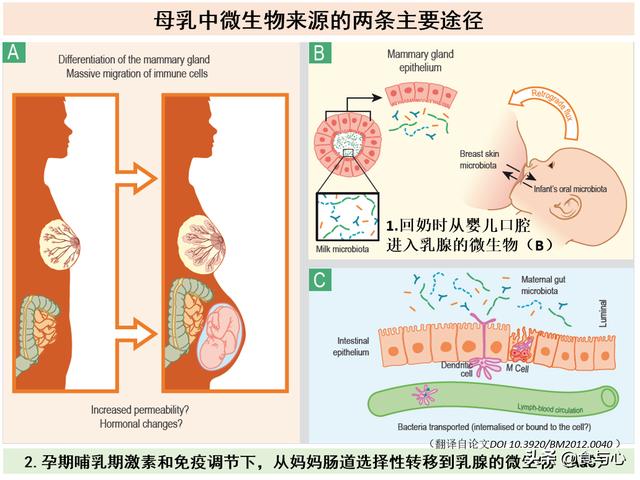 如何将母乳喂养的好处最大化