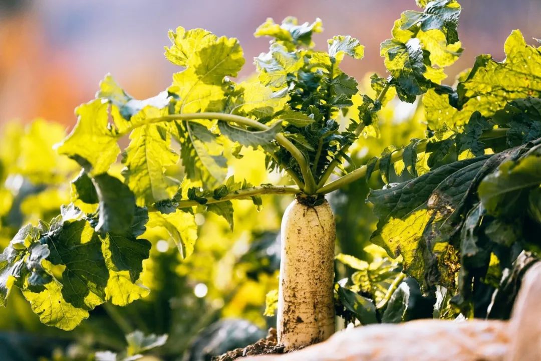 秋景徒步、汗蒸唱K,吃满族特色二八席,最适合团建的怀柔秘境