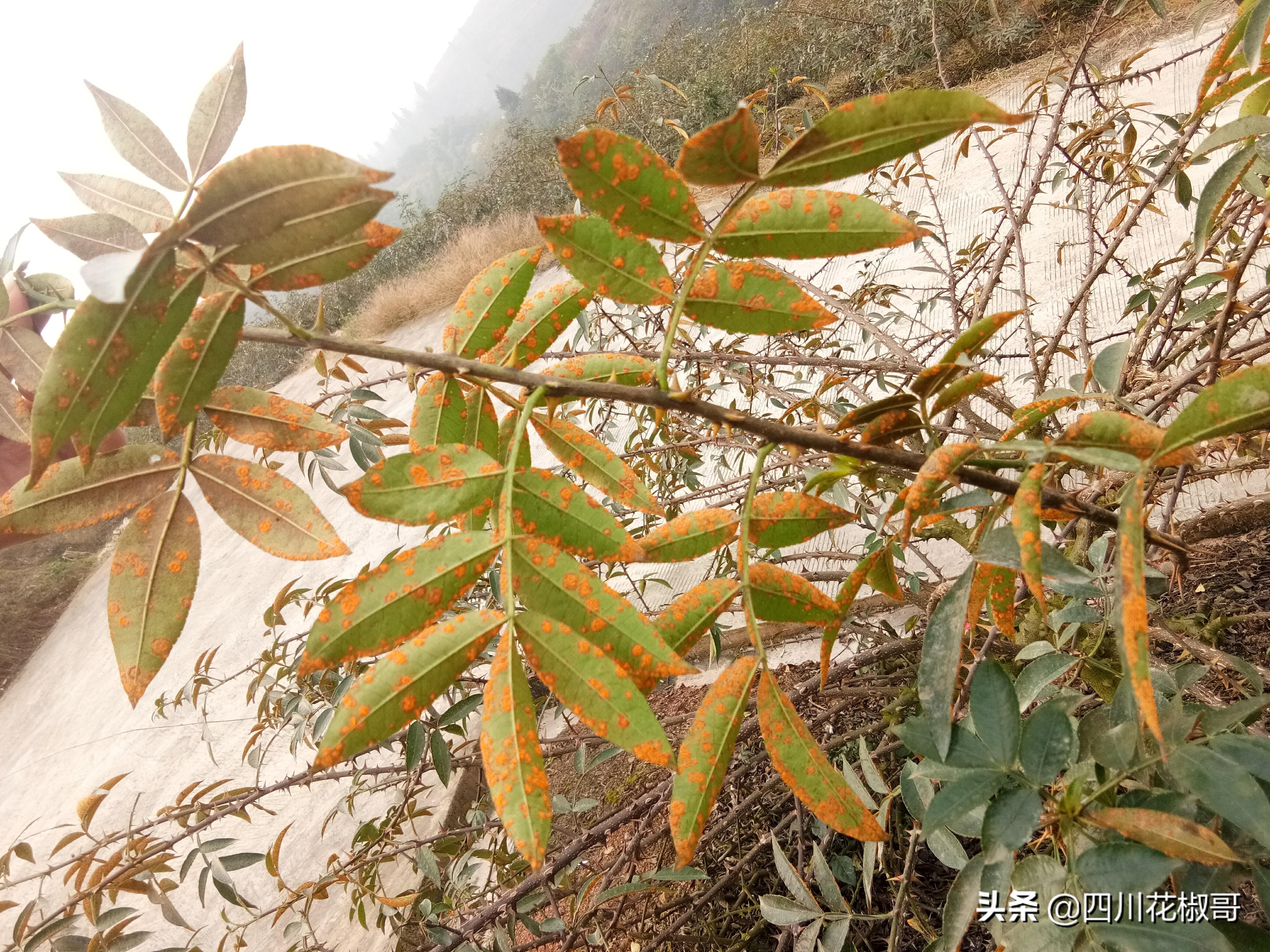 花椒锈病打什么药好得快,花椒锈病