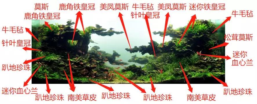 草缸造景教程：胶水造景太温柔，男人就该上电钻