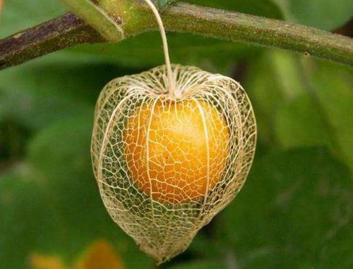 世界这么大你知道有几种水果吗,世界上都有哪些可以吃的水果