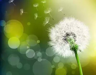 100种花的花语以及送花礼仪分享,100种花的名字和图片带花语