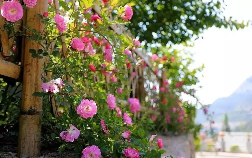 种草一个被遗忘的小岛，背山靠海，拥有山东最美的“童话屋”，美到窒息！