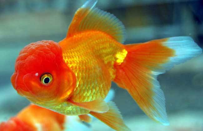 金鱼常见的种类大全,常见的十种金鱼类型有哪些