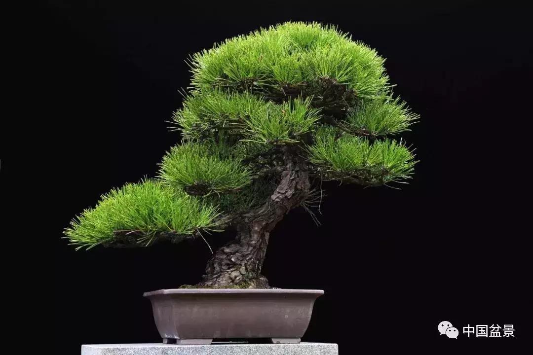 盆景植物最好养的,好养易活的盆景植物有哪些