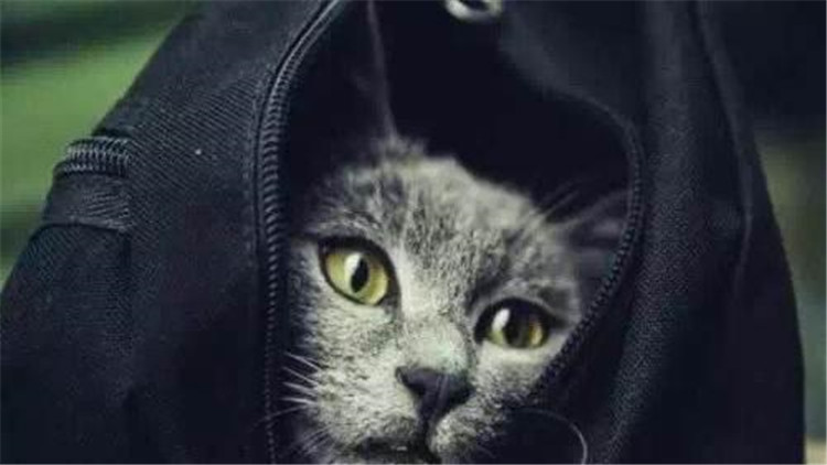 养猫家中异味怎么去除,养猫怎么防止家里有异味