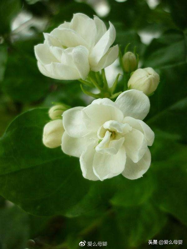 不容易怀孕的人适合养什么花,怀孕后家里适合养什么花