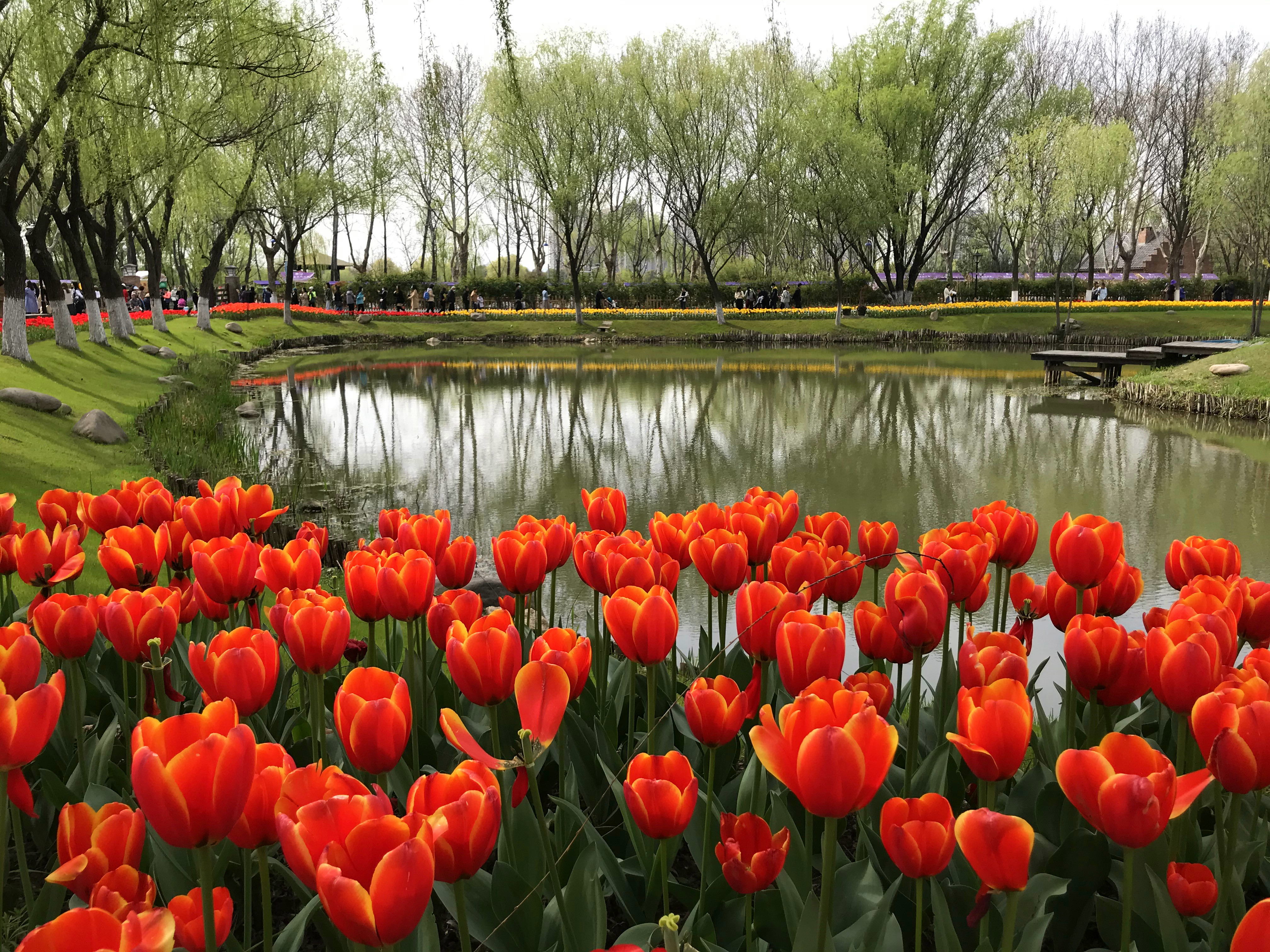 荷兰风情花园,南京绿博园的美丽