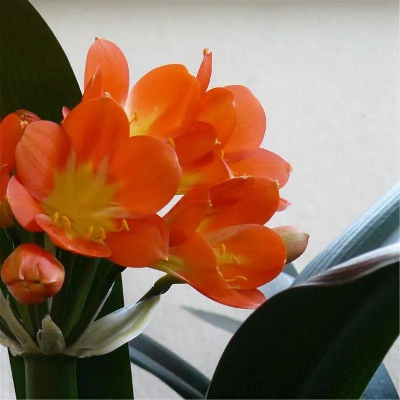 2019真实鲜花图片,2023鲜花爆款图文