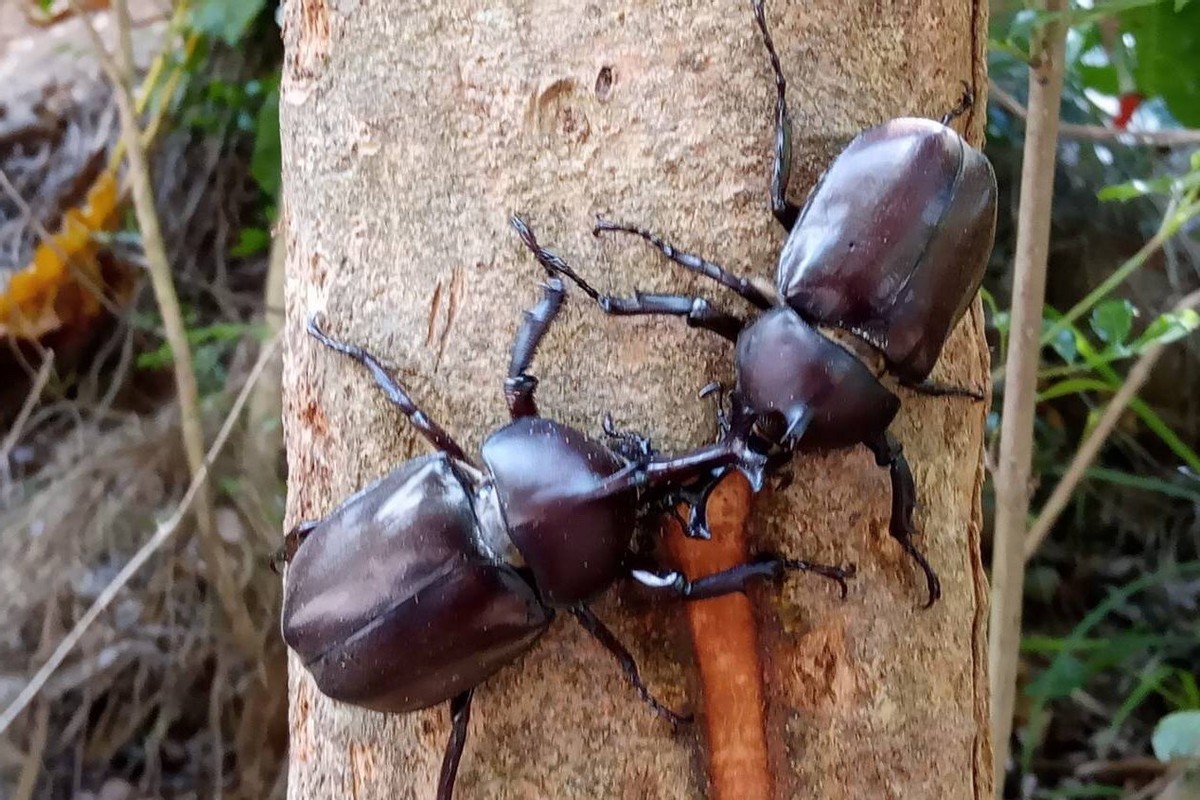 长戟大兜虫为什么淘宝上还能卖,长戟大兜虫中国养违法吗