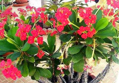 养虎刺花好不好,养虎刺梅可以放鸡蛋壳吗