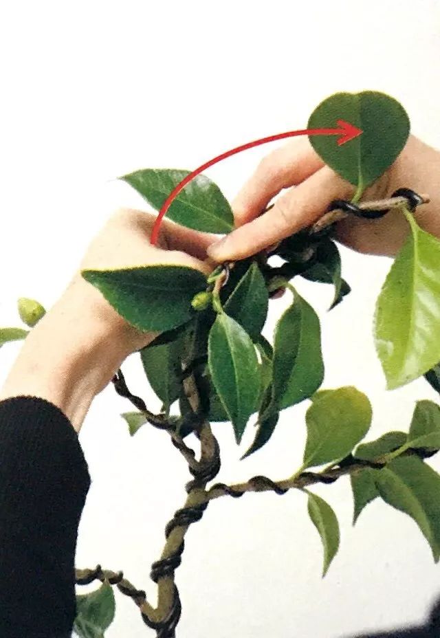 盆景粗枝拿弯的造型,盆景造型细长直杆