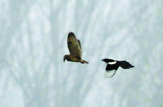 追兔捉鹰,撵兔子逮鹰的话