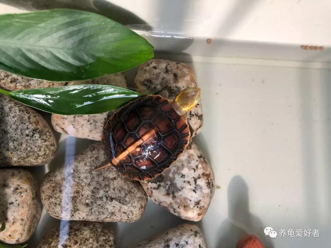 龟龟不吃东西，是不是常常困扰着你？