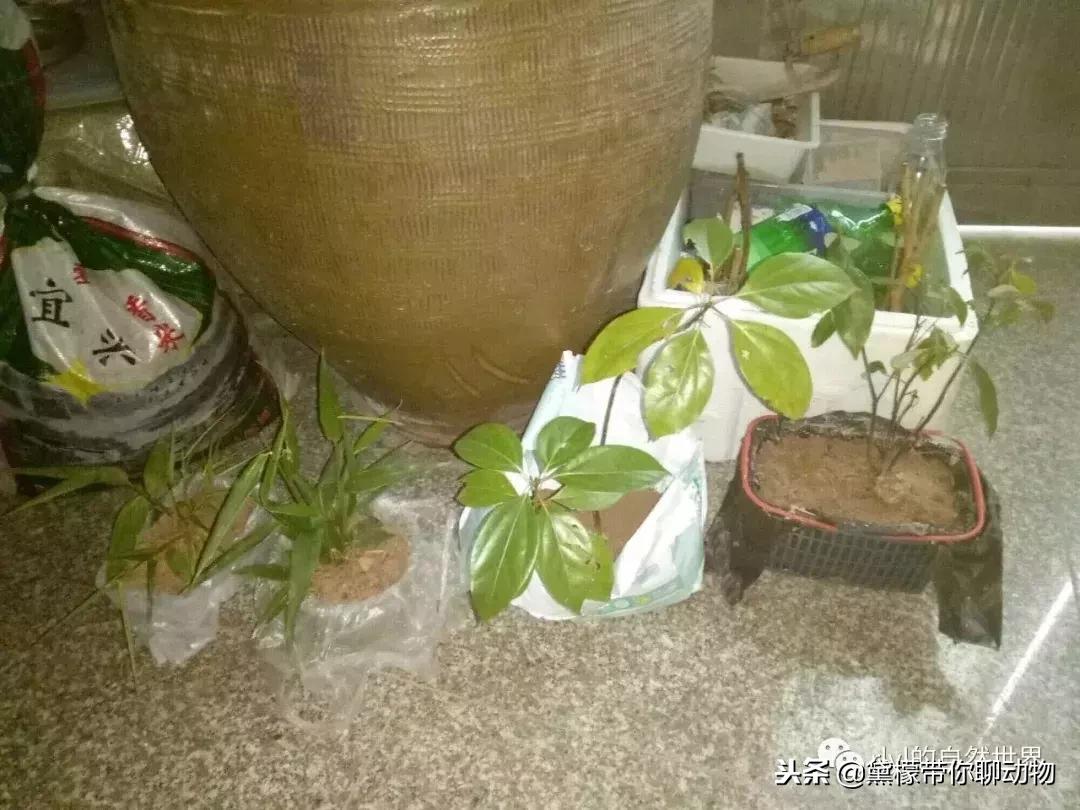 丛林造景黄缘龟池设计图大全,龟宝宝黄缘龟生态缸造景教程