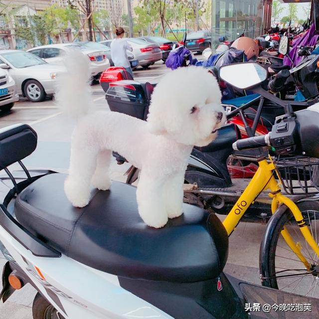 狗狗受到惊吓跑丢了怎么办,狗狗受到惊吓怎么缓解